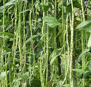 Cowpea Yard long bean snake vegetable 100 seeds organic tropical garden Plant
