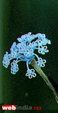 Bead Flowers - Blue Lace Flower