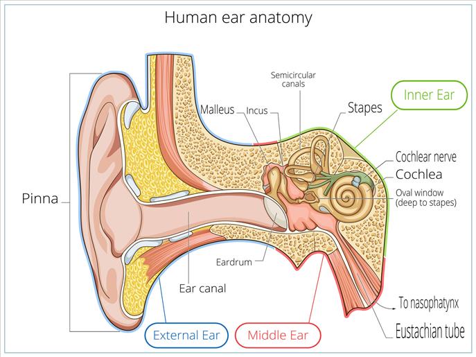 Understanding Hearing Loss - Dr Dillon Dsouza by Dr Dillon Dsouza, ENT ...